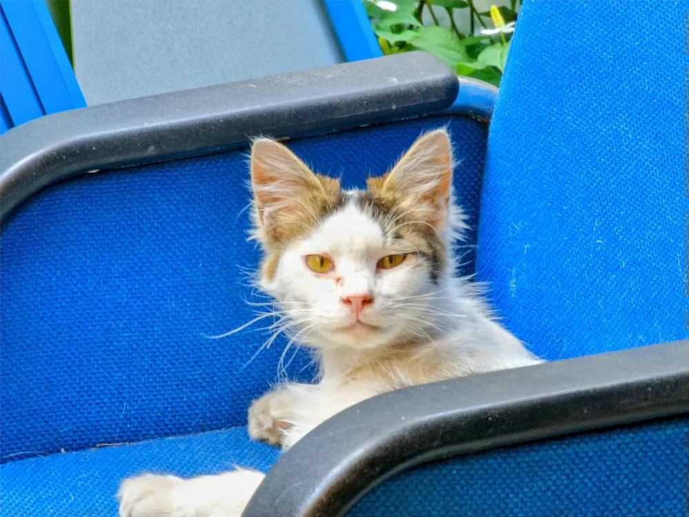 猫が裏の駐車場に座っていました。