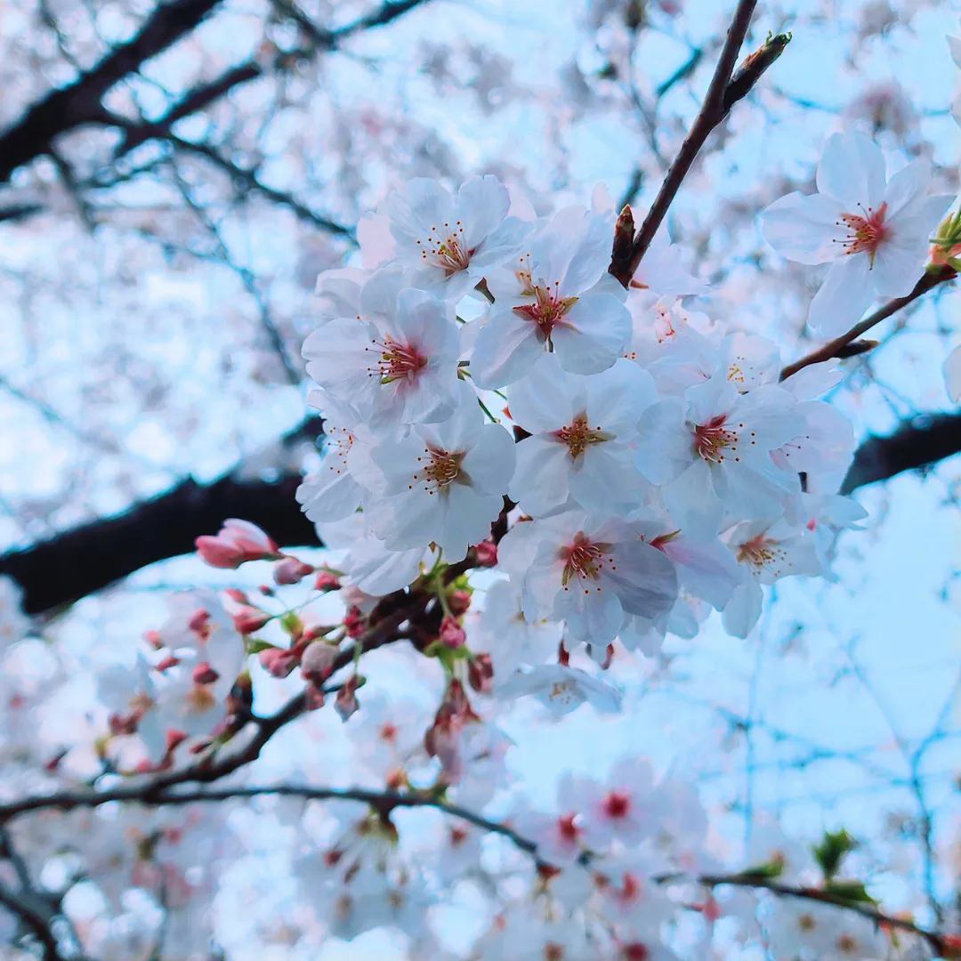 桜が見頃です🌸